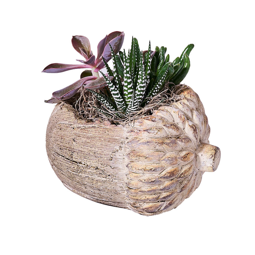 Acorn-Shaped Planter with Three Succulent Plant Arrangement – how the gift is presented