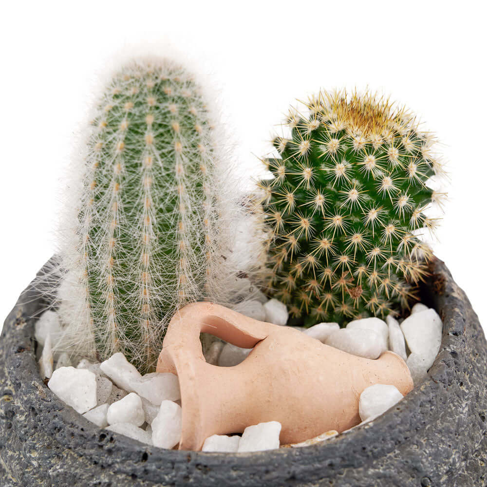Decorative Stone Planter Featuring Two Rustic Cactus Plants – how the gift is presented