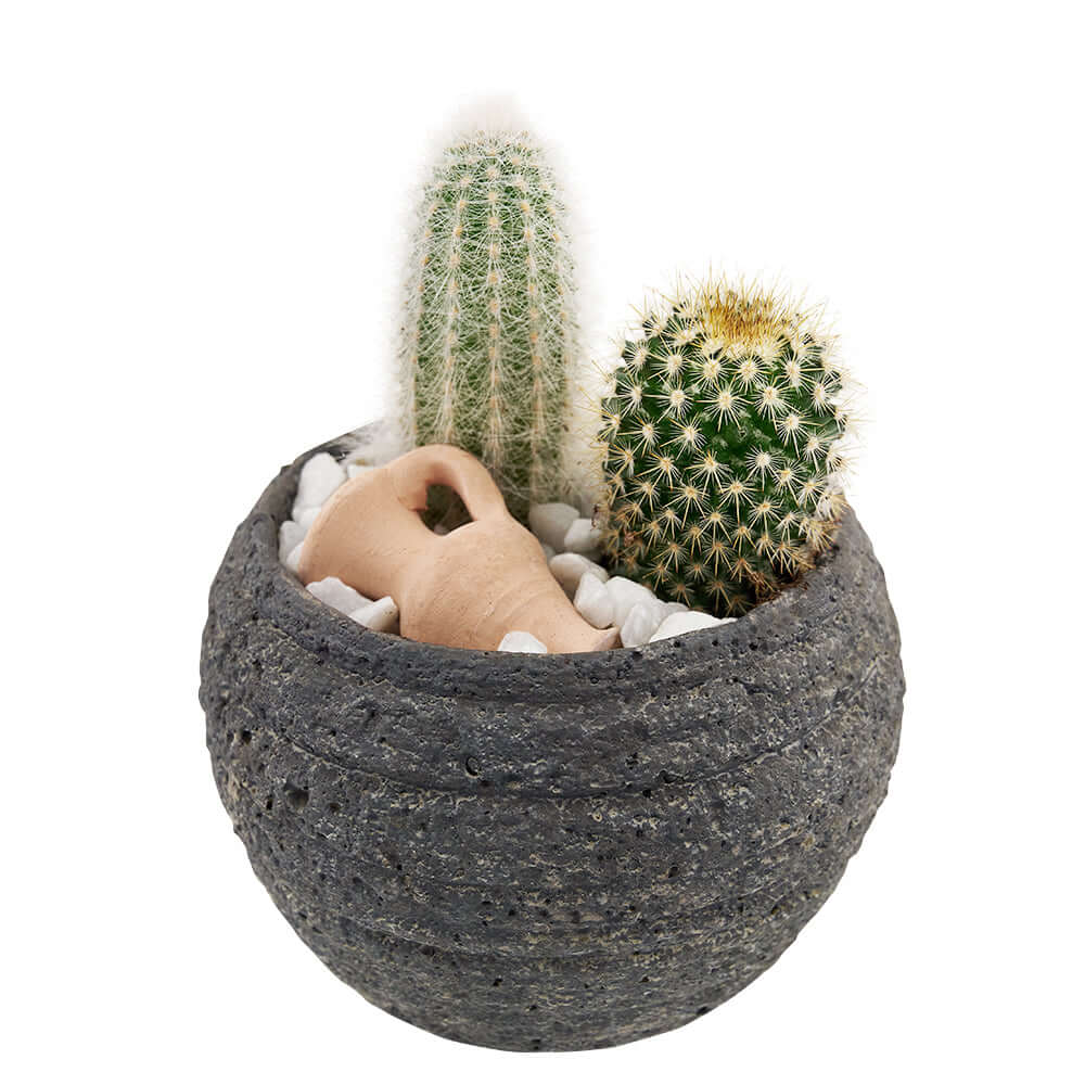 Forever Green Cactus Plant from Connecticut Blooms - Plant Gift - Connecticut Delivery.