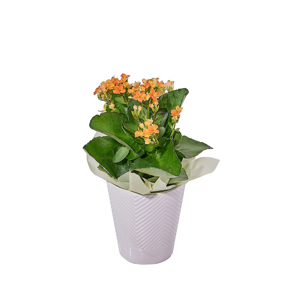 Ceramic Planter with Vibrant Kalanchoe Plant – how the gift is presented