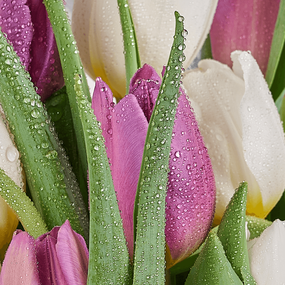 Lilac Dreams Tulip Bouquet, tulip gift, tulip, flower gift, flower, seasonal flower gift, seasonal flower, Connecticut delivery