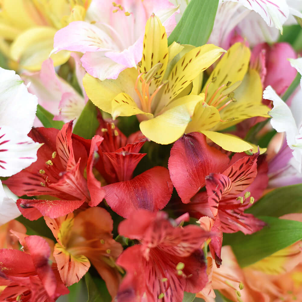 Our Livewire Lilies Flower Gift & Chocolates set is crafted to deliver heartfelt wishes to your loved ones, no matter the occasion.