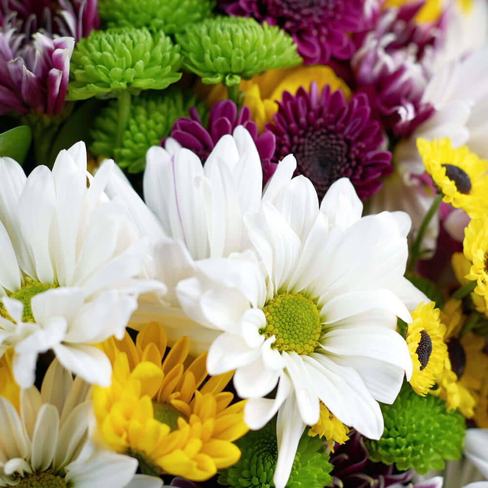 Twenty-Stem Mixed Daisy Floral Wrap Bouquet – how the gift is presented