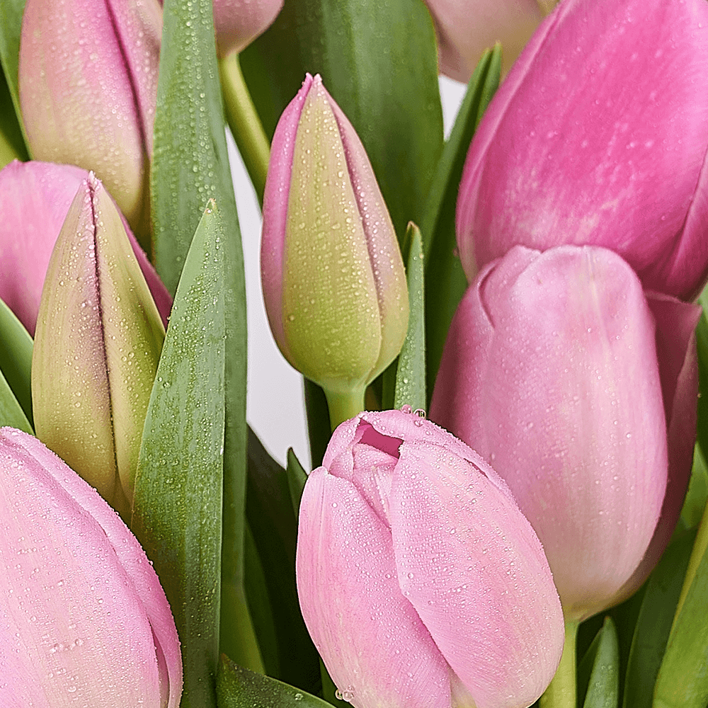 Pink Paradise Tulip Bouquet, tulip gift, tulips, seasonal flower gift, seasonal flowers, flower gift, flowers, Connecticut delivery