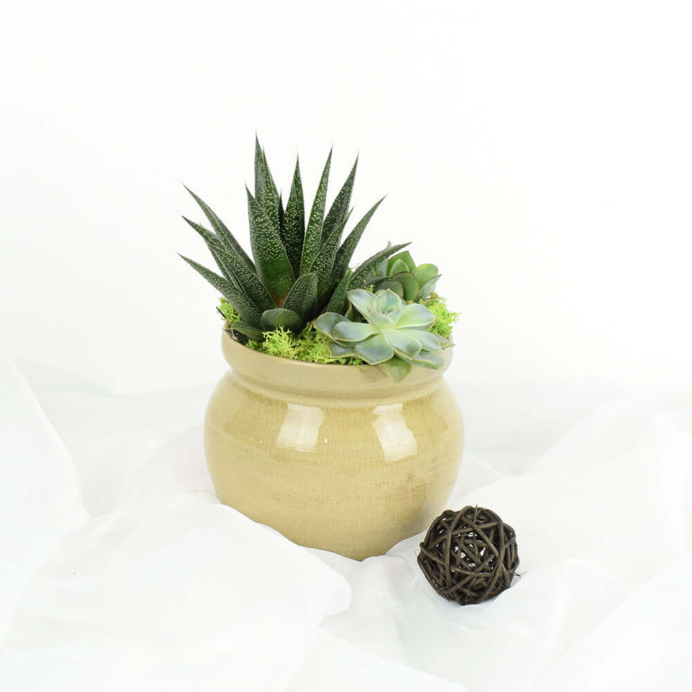 Premium Succulent Potted Arrangement – how the gift is presented