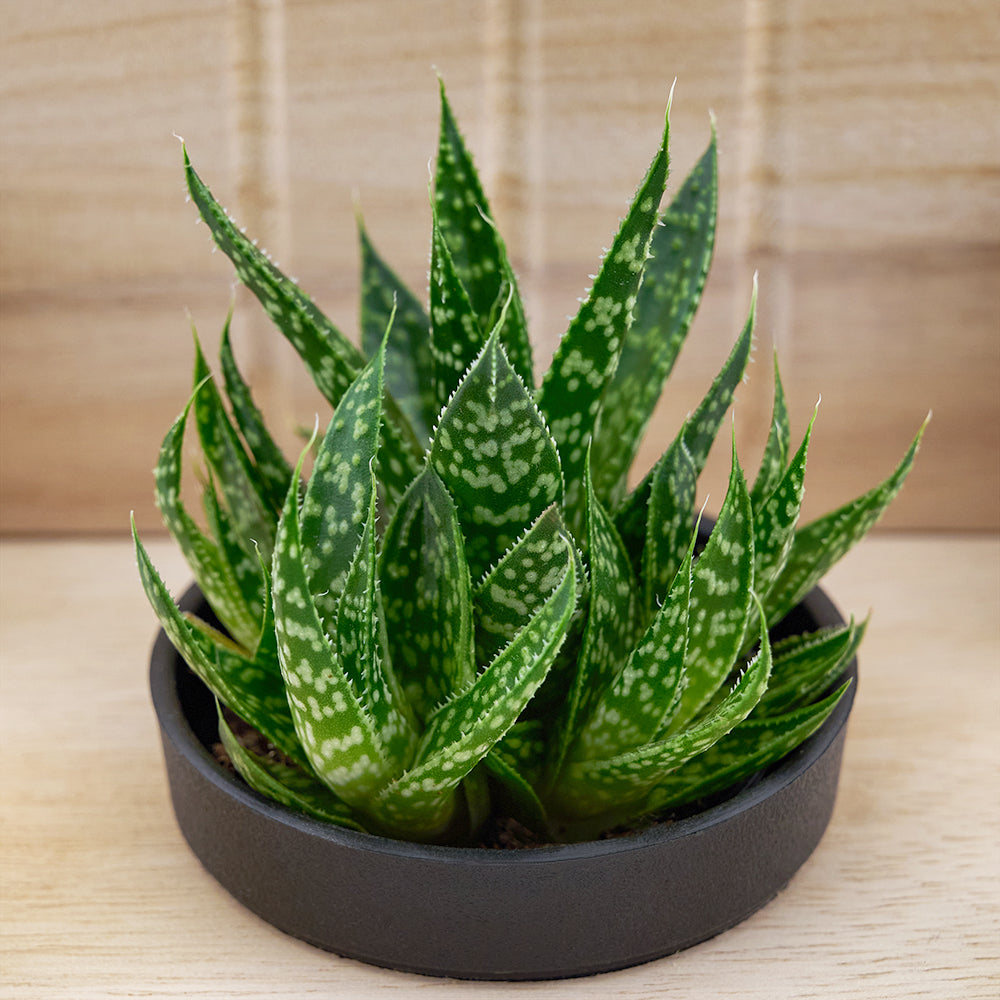 Planter Chair Arrangement with Assorted Succulent Plants – how the gift is presented