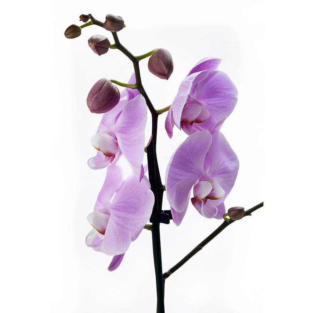Deluxe Sparkling Wine Gift with Purple and White Orchid Planter – how the gift is presented