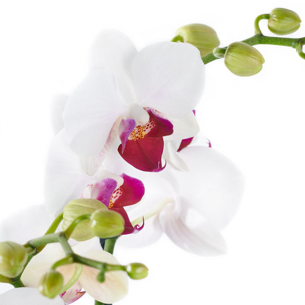 Premium Orchid Plant Set in Standard Planter – how the gift is presented