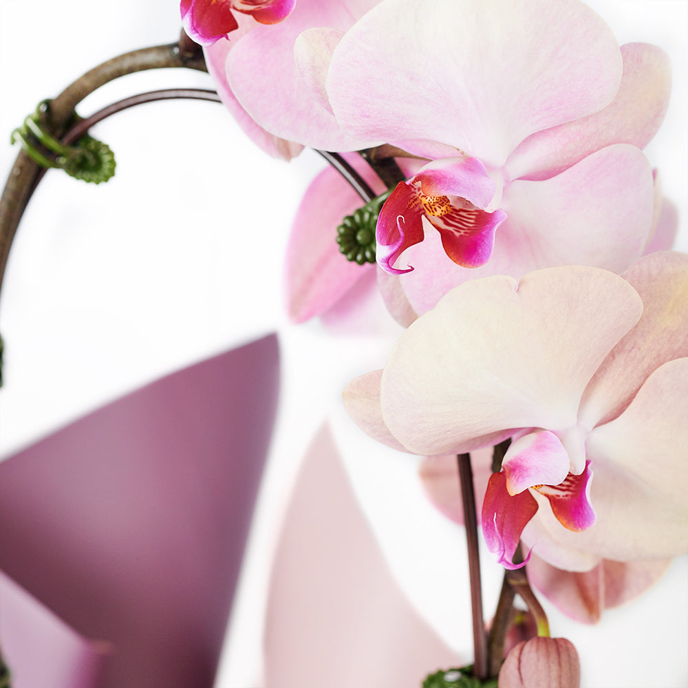 Deluxe Phalaenopsis Orchid Floral Arrangement in Planter – how the gift is presented