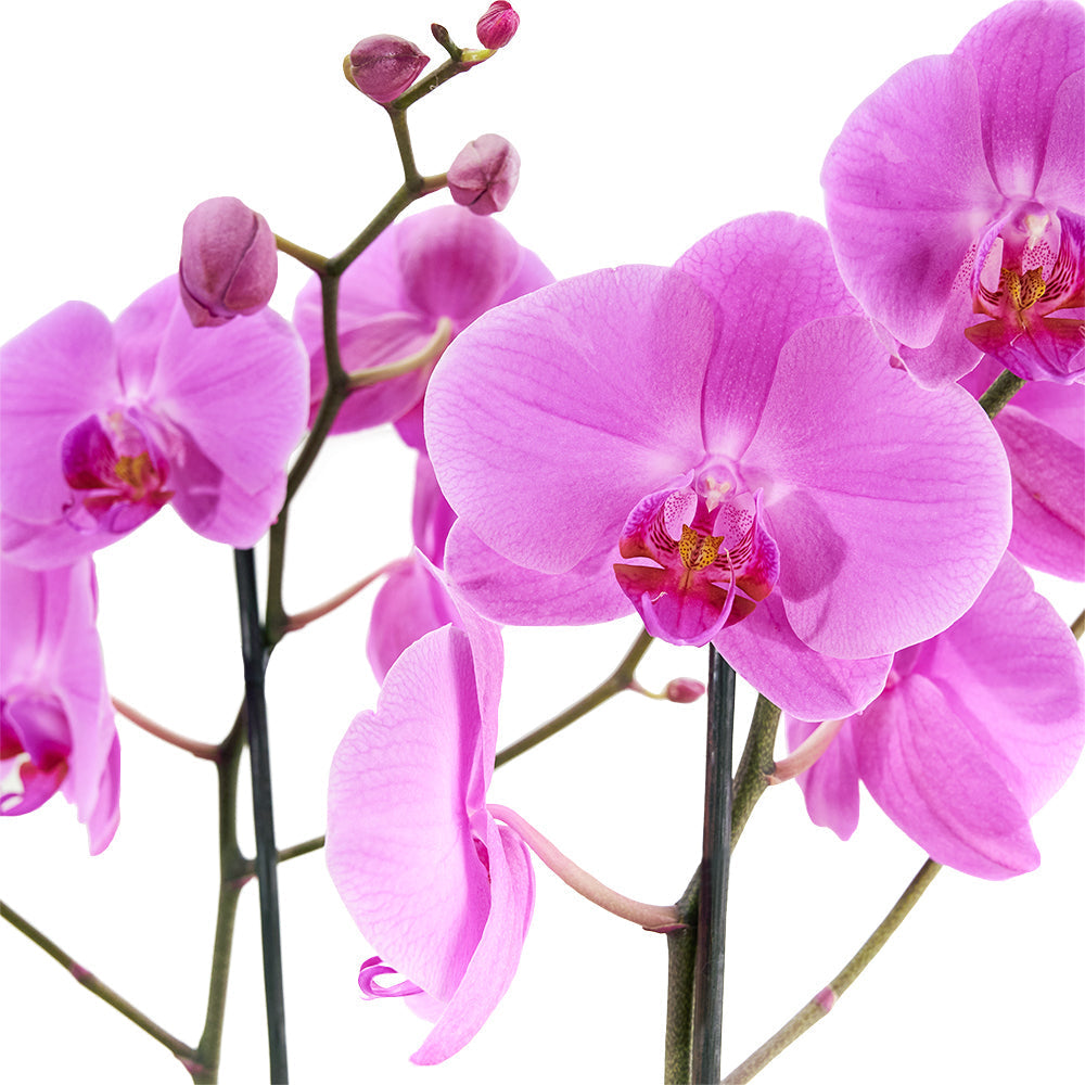 Premium Pink Orchid Plant Presented in Black Hat Box – how the gift is presented