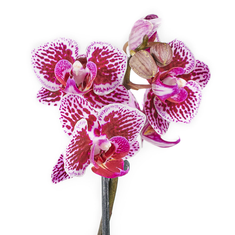 Two Potted Phalaenopsis Orchids Accompanied by Plush Bear – how the gift is presented