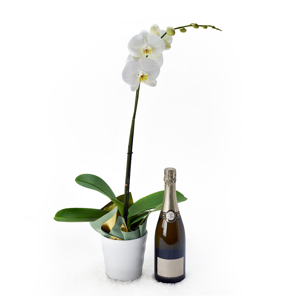 Premium Sparkling Wine Gift Featuring White Orchid in White Ceramic Planter – how the gift is presented