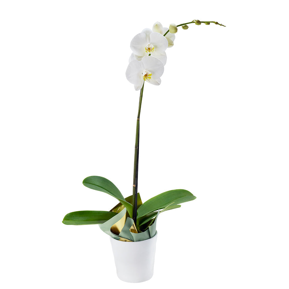 Pure & Simple Exotic Orchid Plant - Orchid Gift - Connecticut Delivery