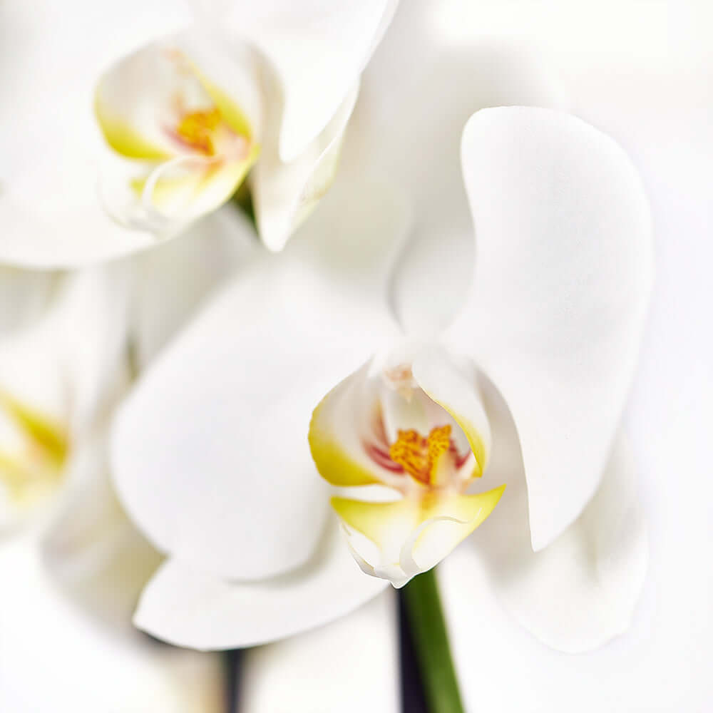 Orchid and Anthurium Potted Arrangement with Tropical Greens – how the gift is presented