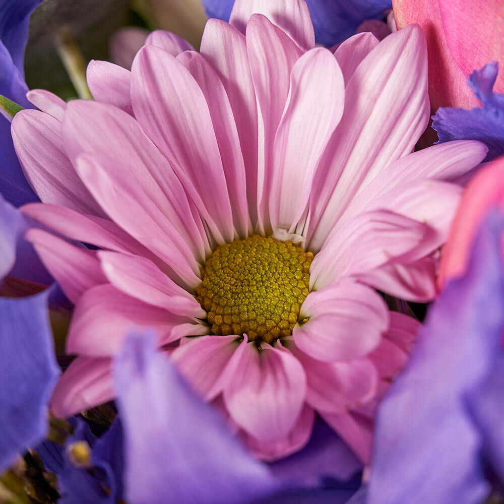 Connecticut Flower Delivery - Connecticut Flower Gifts - Violet Fantasy Mixed Iris Bouquet