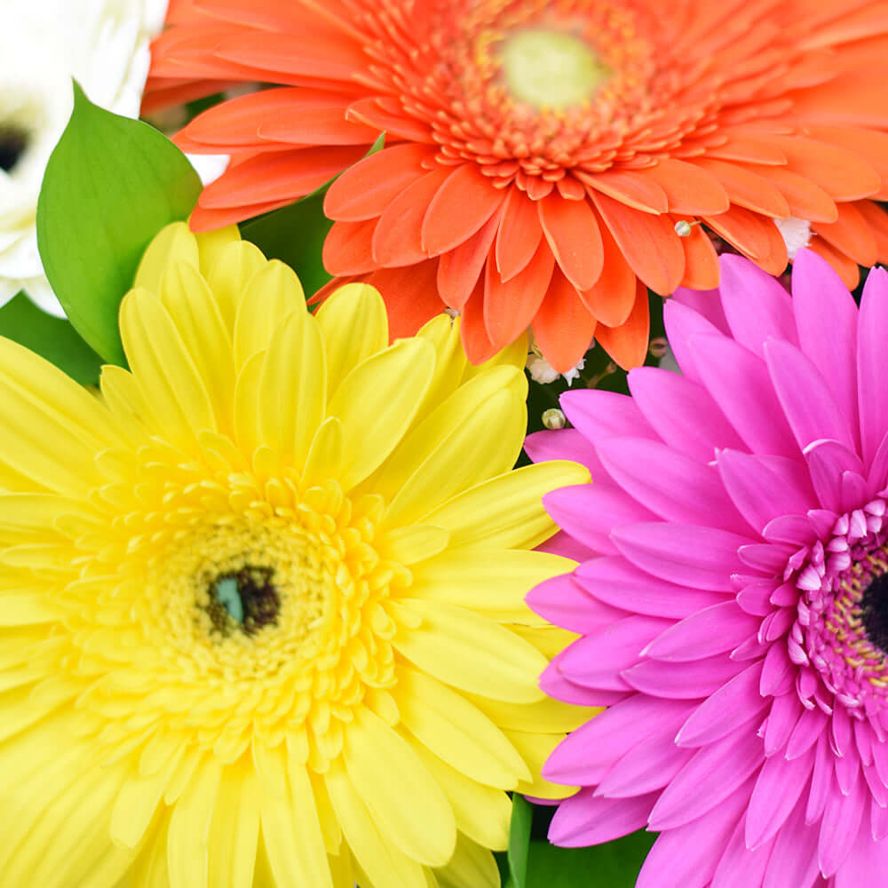 Vivacious Daisy Arrangement - Connecticut Delivery