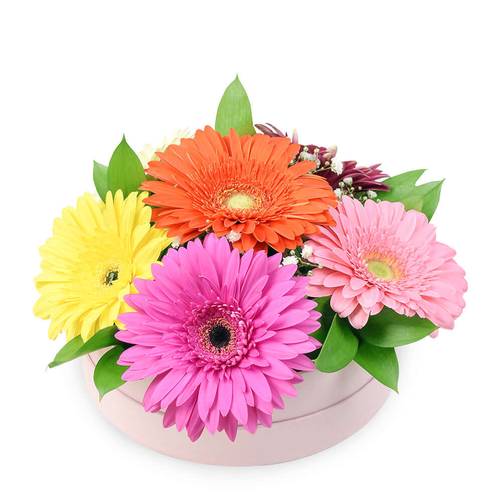 Vivacious Daisy Arrangement - Connecticut Delivery