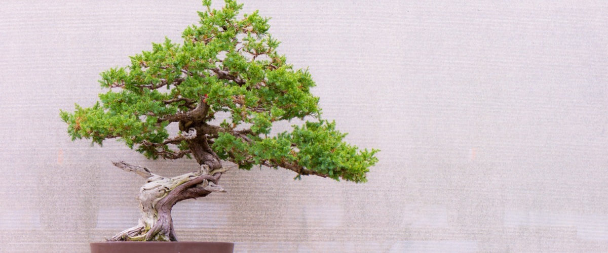 Bonsai &amp; Tropical Plants