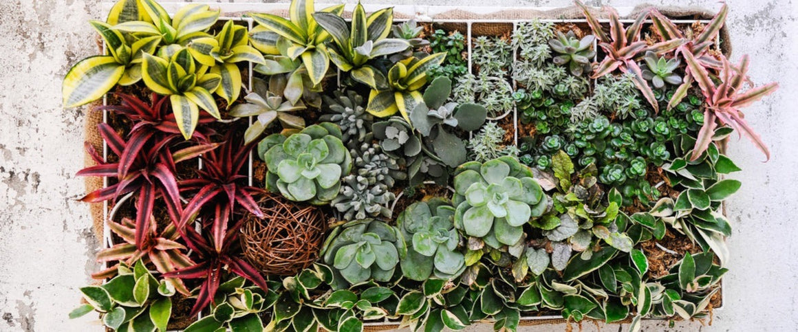 Succulent Gardens