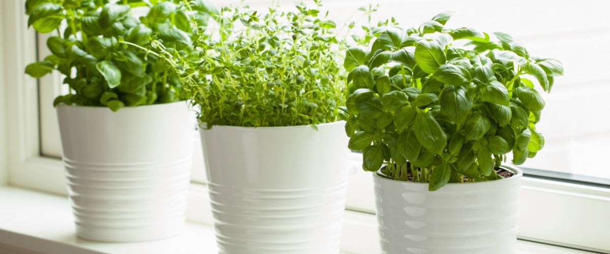 Herbs