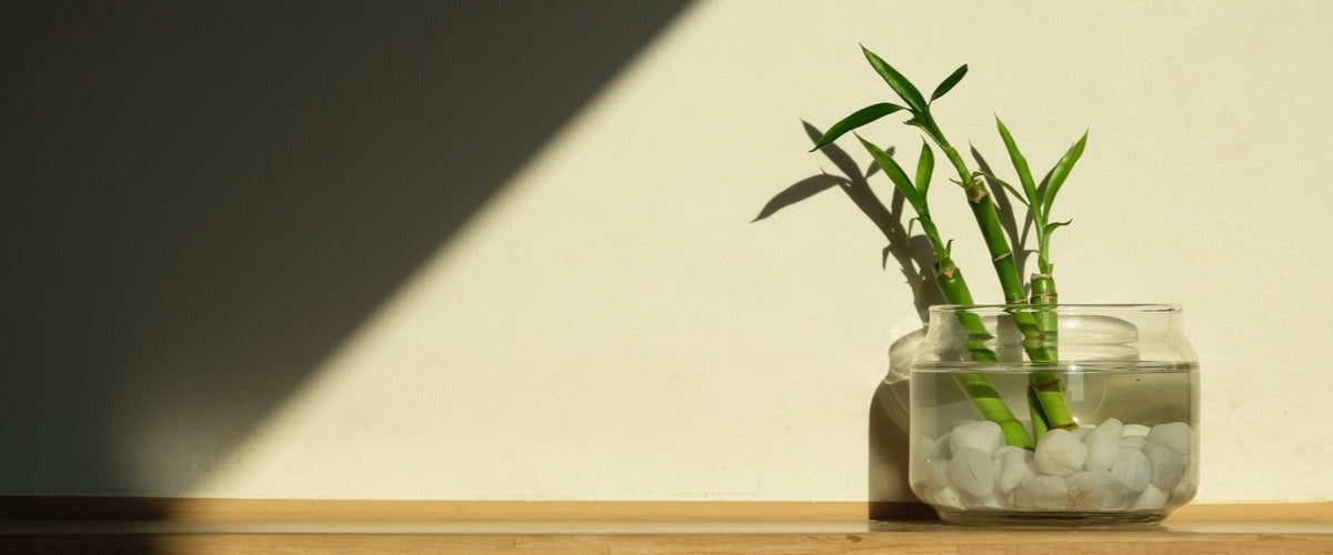 Bulbs &amp; Bamboos