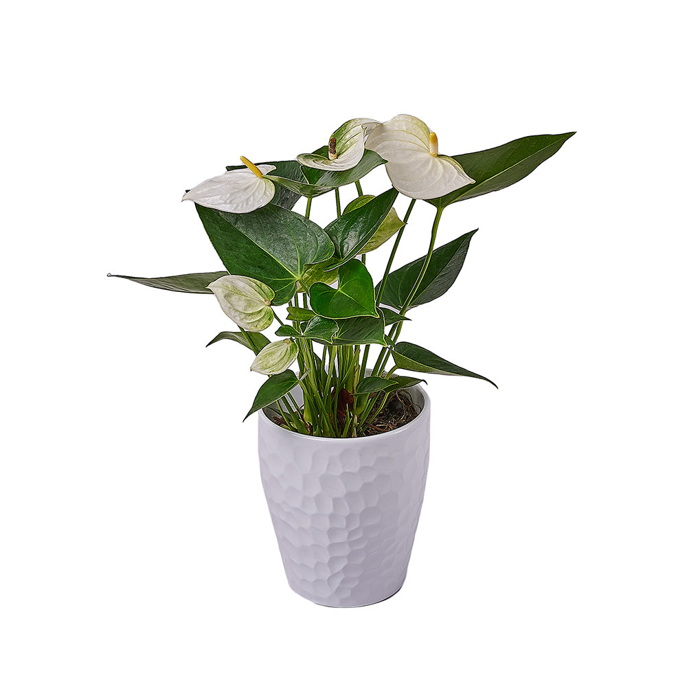 Admiration &amp; Love Anthurium Flower, flower gift, flower, plant gift, plant, Connecticut delivery