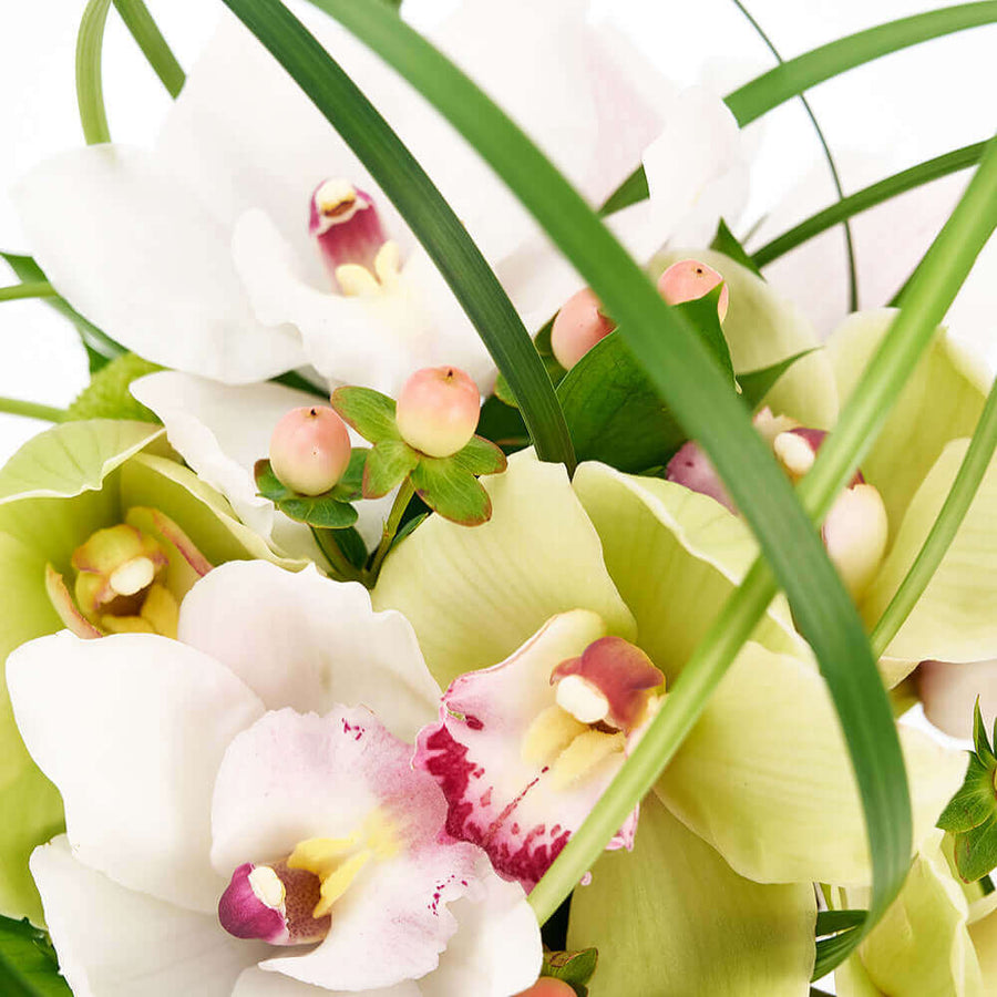 “Berry Special” Orchid Arrangement – Orchid Gifts – Connecticut Blooms delivery