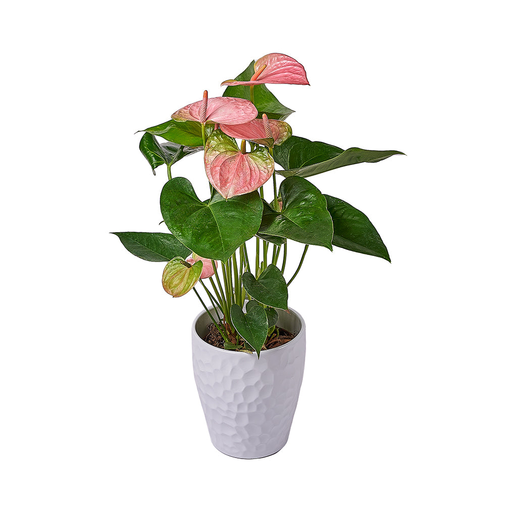 Textured White Pot with Vibrant Pink Anthurium Plant – how the gift is presented
