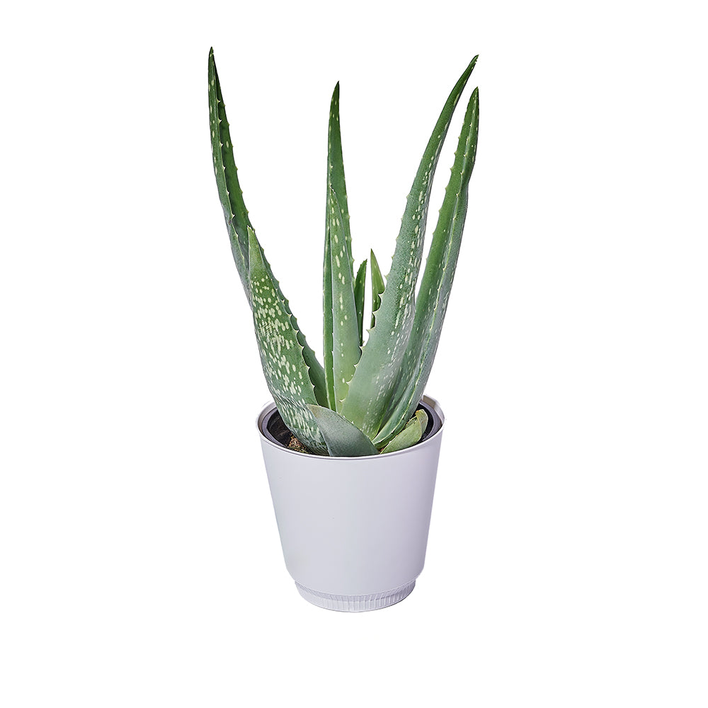 aloe vera plant white background Calm Recollections Aloe Vera Plant – Plant gift baskets – Connecticut Delivery