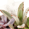 The Christmas Succulent Arrangement is a beautiful winter arrangement planted with assorted succulents. This succulent arrangement features a white planter and seasonal decorations. Send a special gift this season with Connecticut Blooms.
