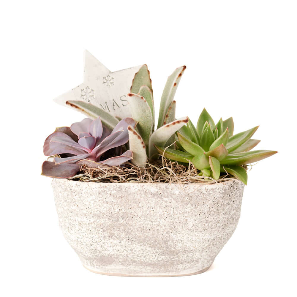 The Christmas Succulent Arrangement is a beautiful winter arrangement planted with assorted succulents. This succulent arrangement features a white planter and seasonal decorations. Send a special gift this season with Connecticut Blooms.