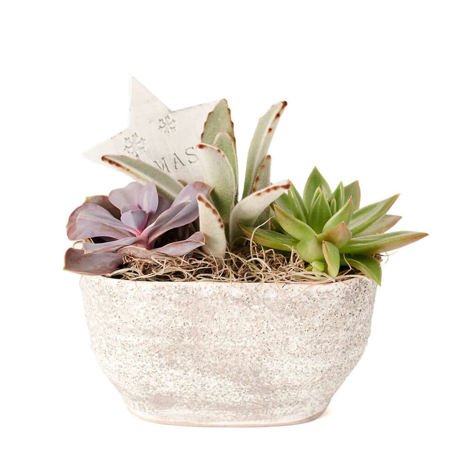 The Christmas Succulent Arrangement is a beautiful winter arrangement planted with assorted succulents. This succulent arrangement features a white planter and seasonal decorations. Send a special gift this season with Connecticut Blooms.
