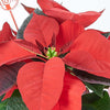 Potted Flower, flowers, Flower Arrangement, christmas, holiday, Set 24040-2021, holiday flower delivery, delivery holiday flower, christmas plant Connecticut , Connecticut christmas plant, Connecticut delivery.