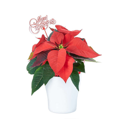 Potted Flower, flowers, Flower Arrangement, christmas, holiday, Set 24040-2021, holiday flower delivery, delivery holiday flower, christmas plant Connecticut , Connecticut christmas plant, Connecticut delivery.