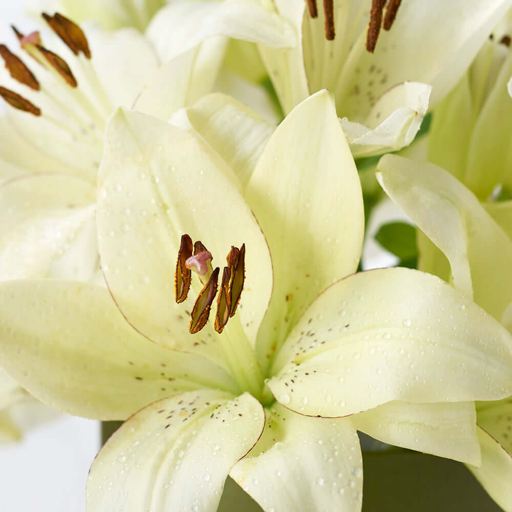 Cornsilk Surprise Lilies Box Arrangement from Connecticut Blooms - Flower Gift - Connecticut Delivery.