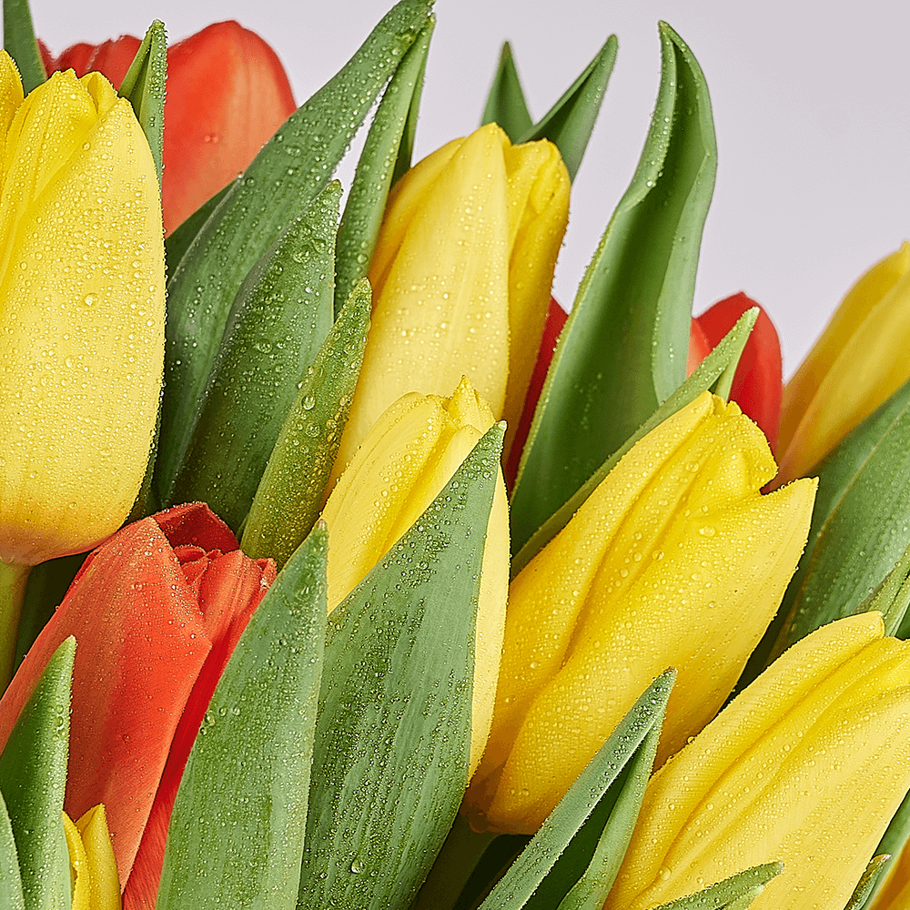 Country Garden Tulip Bouquet, tulip gift, tulips, seasonal flower gift, seasonal flowers, flower gift, flowers, Connecticut delivery