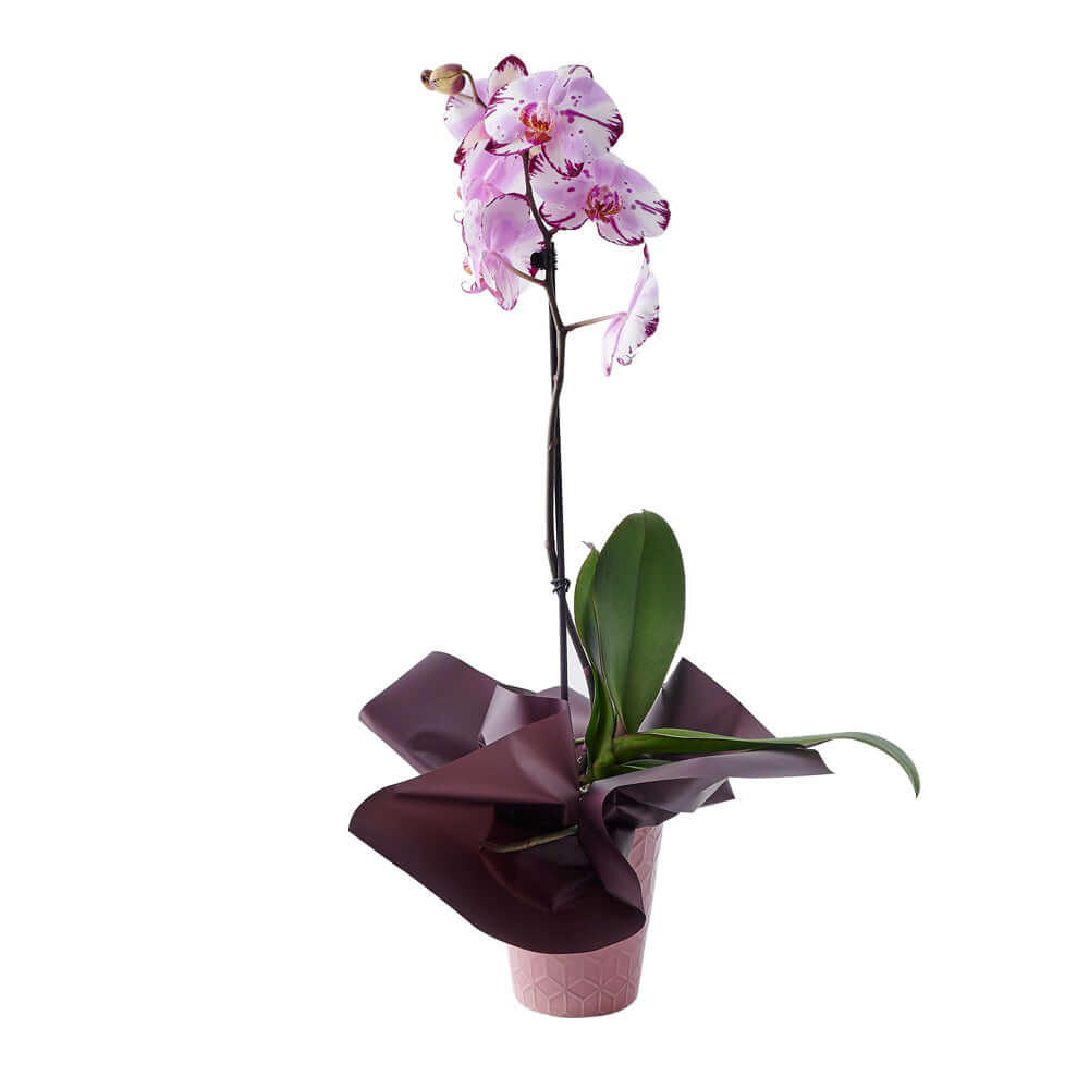 Premium Large Orchid Plant with Stylish Planter – how the gift is presented