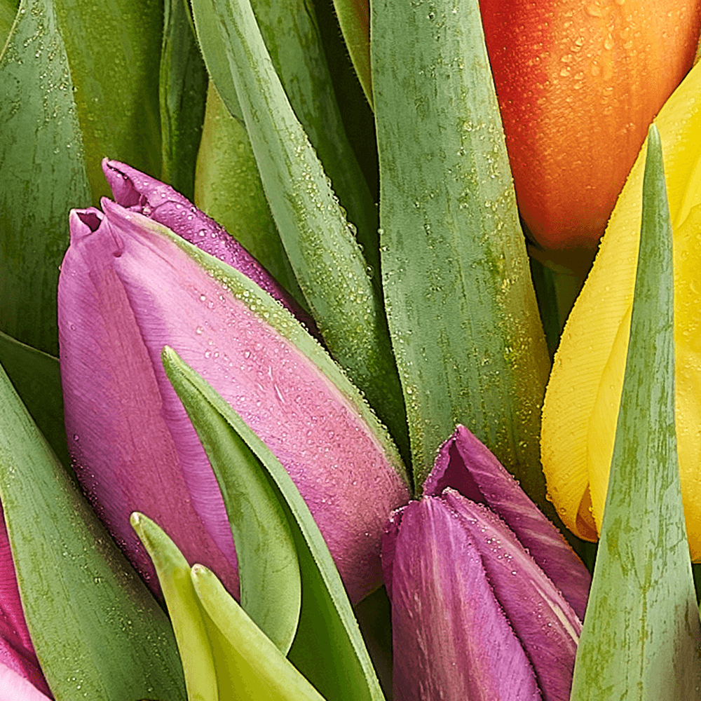 Encapsulated Elegance Tulip Bouquet, tulip gift, tulip, flower gift, flower, seasonal flower gift, seasonal flower, Connecticut delivery