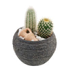 Forever Green Cactus Plant from Connecticut Blooms - Plant Gift - Connecticut Delivery.
