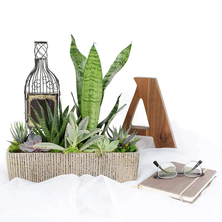 The Indoor Succulent Garden from Connecticut Blooms make for a perfect gift or as decoration at home or an office desk.
