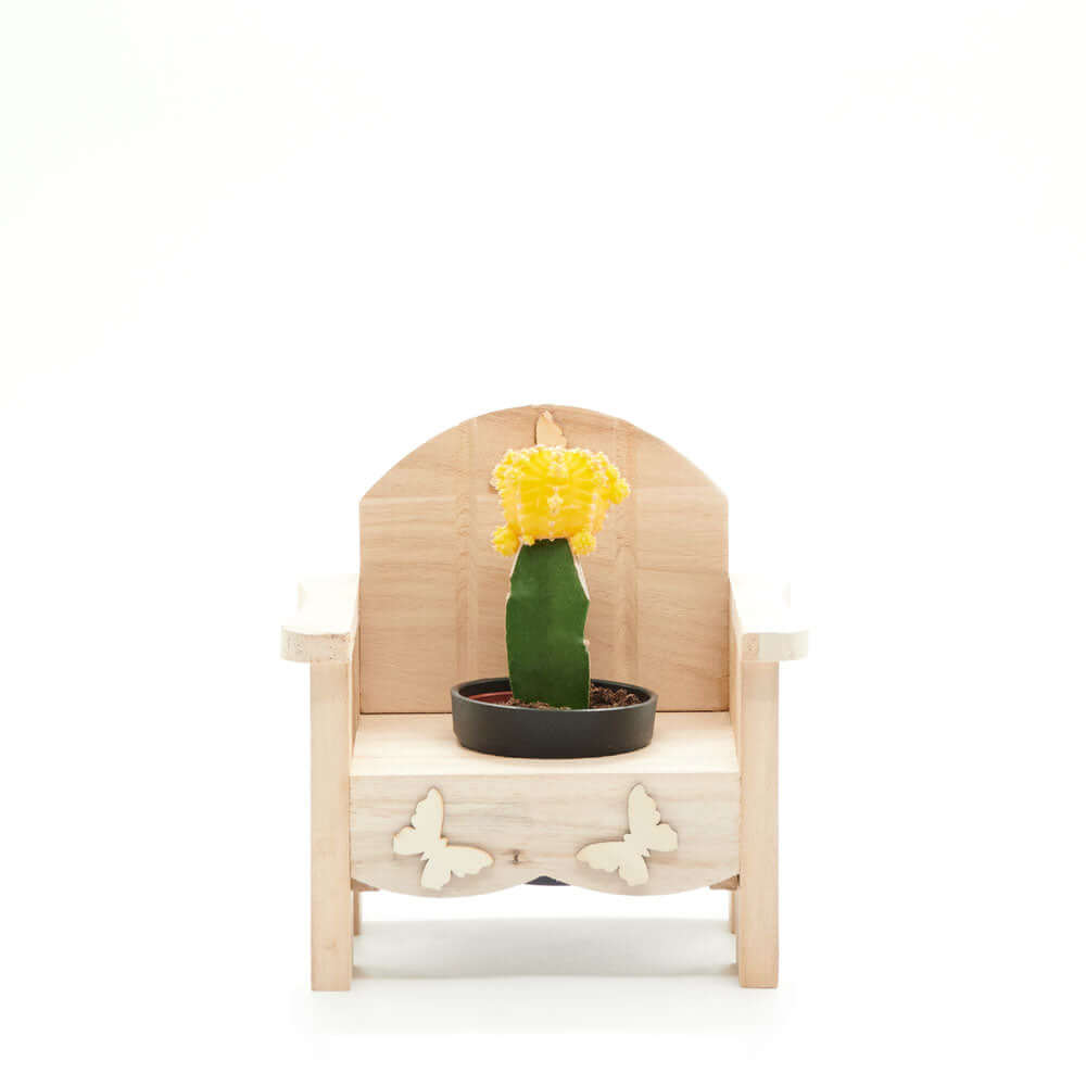 Laid-Back Cactus Gift, potted plant gift baskets, potted plant gifts, gifts, cactus, potted plant, Connecticut Delivery
