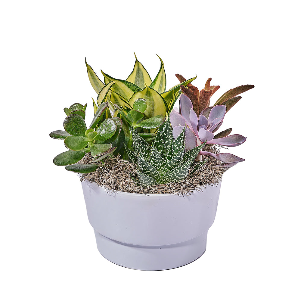 Elegant Succulent Plant in White Planter Pot – how the gift is presented