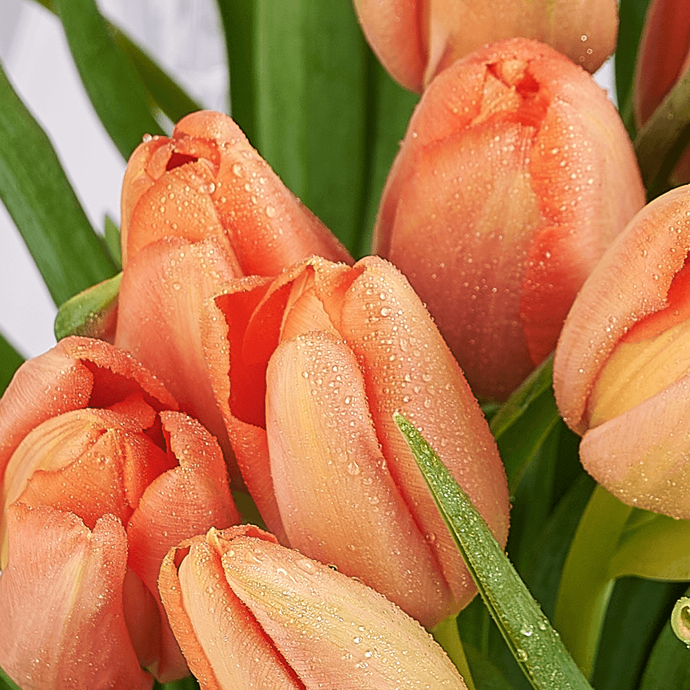 Midsummer Night Tulip Bouquet, tulip gift, tulip, flower gift, flower, seasonal flower gift, seasonal flower, Connecticut delivery