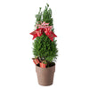 This fun Christmas tree is a great way to celebrate the season. A slim evergreen tree in a small pot with holiday decorations,