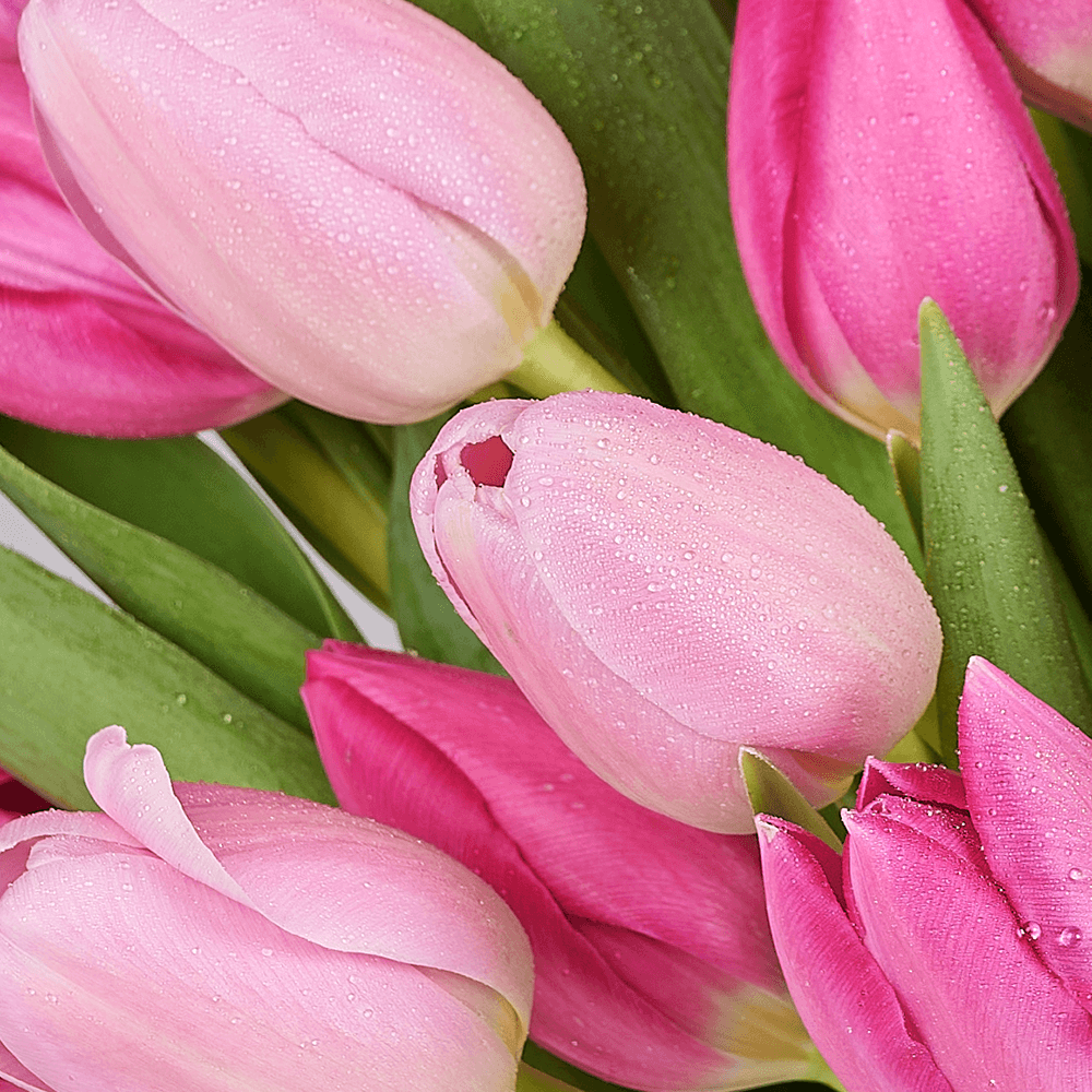 Mother’s Day Assorted Tulip Bouquet & Box, tulip gift, tulip, flower gift, flower, seasonal flower gift, seasonal flower, mothers day gift, mothers day, Connecticut delivery