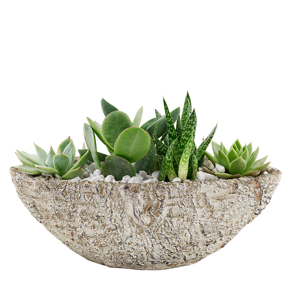 Custom Birthday Gift Baskets - Nature's Own Succulent Garden