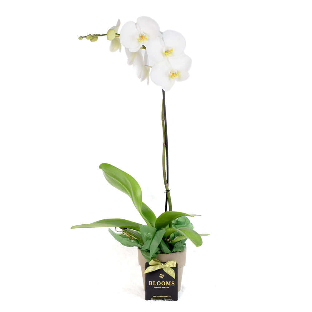 White Orchid Plant in Elegant Planter – how the gift is presented