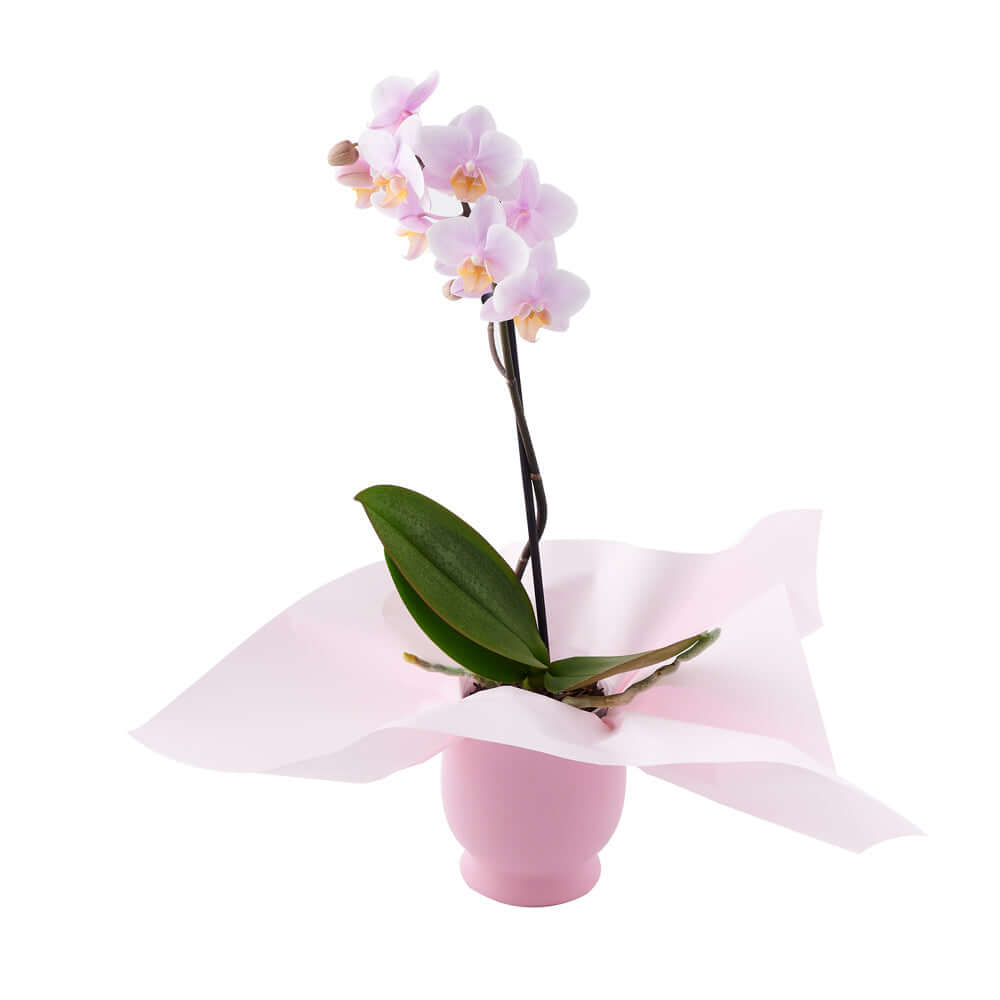 Deluxe Pink Orchid Plant with White Accents Planter – how the gift is presented