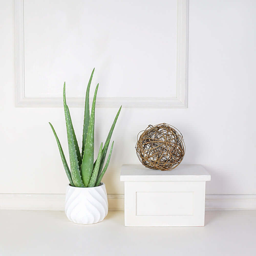Classic Potted Aloe Vera Plant in White Pot – how the gift is presented