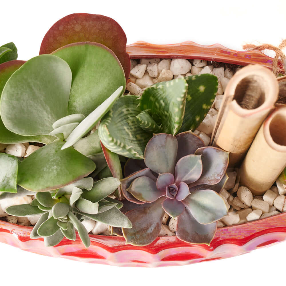 Potted Christmas Plant Arrangement from Connecticut Blooms is a beautiful plant arrangement that will delight your recipient.